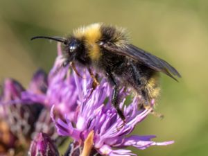 Bombus campestris - Field Cuckoo-bee - Åkersnylthumla