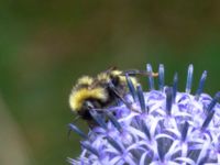 Bombus campestris Dagshög, Torekov, Båstad, Skåne, Sweden 20180718_0128