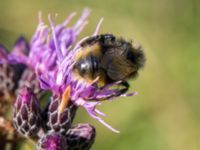 Bombus campestris Lilla kalkbrottet, Klagshamns udde, Malmö, Skåne, Sweden 20150806_0136