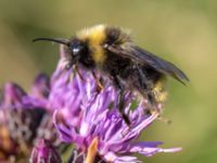 Bombus campestris Lilla kalkbrottet, Klagshamns udde, Malmö, Skåne, Sweden 20150806_0140