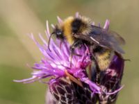 Bombus campestris Lilla kalkbrottet, Klagshamns udde, Malmö, Skåne, Sweden 20150806_0142