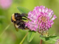 Bombus hortorum Bråfors, Norberg, Västmanland, Sweden 20150705_0405