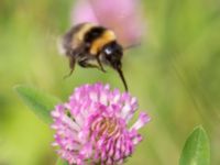 Bombus hortorum Bråfors, Norberg, Västmanland, Sweden 20150705_0406