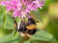 Bombus hortorum Bråfors, Norberg, Västmanland, Sweden 20150705_0408