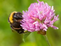 Bombus hortorum Bråfors, Norberg, Västmanland, Sweden 20150705_1142