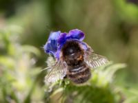 Bombus hortorum Husie mosse, Malmö, Skåne, Sweden 20150809_0011