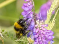 Bombus hortorum Lilla kalkbrottet, Klagshamns udde, Malmö, Skåne, Sweden 20220703B_0041