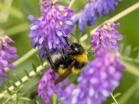 Bombus hortorum Lilla kalkbrottet, Klagshamns udde, Malmö, Skåne, Sweden 20220703_0039