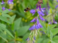 Bombus hortorum Södra ängen, Toarp, Malmö, Skåne, Sweden 20220624_0116