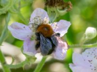 Bombus hypnorum Ödetomterna, Bunkeflo strandängar, Malmö, Skåne, Sweden 20220624_0053