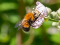 Bombus hypnorum Ödetomterna, Bunkeflo strandängar, Malmö, Skåne, Sweden 20220624_0062