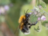 Bombus hypnorum Helikopterplattan, Scaniaparken, Malmö, Skåne, Sweden 20220710_0022