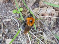 Bombus hypnorum Johanneskyrkan, Göteborg, Västergötland, Sweden 20240427_0027