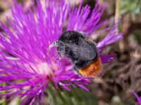 Bombus lapidarius Fårhagen N delen, Bunkeflo strandängar, Malmö, Skåne, Sweden 20230722_0139