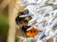 Bombus lapidarius Krokbäcksparken, Malmö, Skåne, Sweden 20220728_0032