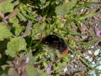 Bombus lapidarius Limhamnsfältet, Ribersborg, Malmö, Skåne, Sweden 20200416_0005