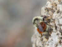 Bombus lapponicus Milepost 13, Denali Highway, Alaska, USA 20140627_0345