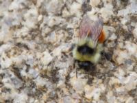 Bombus lapponicus Milepost 13, Denali Highway, Alaska, USA 20140627_0347