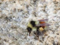 Bombus lapponicus Milepost 13, Denali Highway, Alaska, USA 20140627_0355