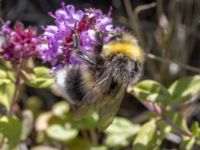 Bombus lucorum Ö hamnen, Klagshamns udde, Malmö, Skåne, Sweden 20230708_0176