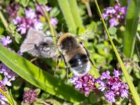 Bombus lucorum Ö hamnen, Klagshamns udde, Malmö, Skåne, Sweden 20230708_0203