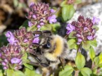 Bombus lucorum Ö hamnen, Klagshamns udde, Malmö, Skåne, Sweden 20230708_0206