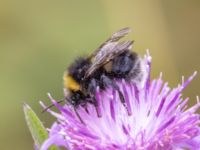 Bombus lucorum Lilla kalkbrottet, Klagshamns udde, Malmö, Skåne, Sweden 20230814_0117