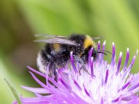 Bombus lucorum Lilla kalkbrottet, Klagshamns udde, Malmö, Skåne, Sweden 20230814_0118