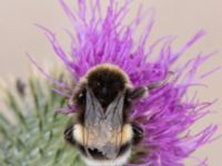 Bombus lucorum NV grandungen, Toarp, Malmö, Skåne, Sweden 20230726_0013