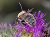 Bombus muscorum NV grandungen, Toarp, Malmö, Skåne, Sweden 20230726_0059