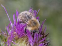 Bombus muscorum NV grandungen, Toarp, Malmö, Skåne, Sweden 20230726_0064