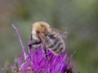 Bombus muscorum NV grandungen, Toarp, Malmö, Skåne, Sweden 20230726_0067