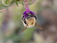 Bombus muscorum NV grandungen, Toarp, Malmö, Skåne, Sweden 20230726_0076