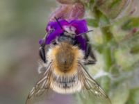 Bombus muscorum NV grandungen, Toarp, Malmö, Skåne, Sweden 20230726_0078