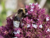 Bombus norvegicus Lokstallarna, Malmö, Skåne, Sweden 20160725_0103