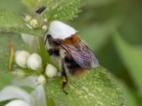 Bombus pascuorum Fågelmatningen, Toarp, Malmö, Skåne, Sweden 20240511_0136