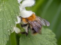 Bombus pascuorum Fågelmatningen, Toarp, Malmö, Skåne, Sweden 20240511_0137