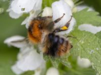 Bombus pascuorum Fågelmatningen, Toarp, Malmö, Skåne, Sweden 20240511_0139