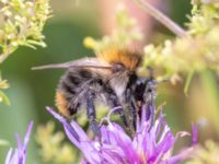 Bombus pascuorum Lilla kalkbrottet, Klagshamns udde, Malmö, Skåne, Sweden 20230814_0150