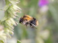 Bombus pascuorum NV grandungen, Toarp, Malmö, Skåne, Sweden 20230726_0037