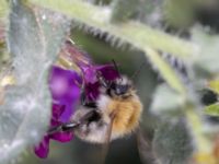 Bombus pascuorum NV grandungen, Toarp, Malmö, Skåne, Sweden 20230726_0101