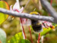 Bombus pratorum Väster-Sortmyran, Sävar, Umeå, Västerbotten, Sweden 20150706_0298