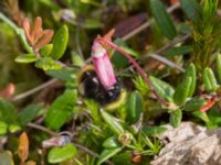 Bombus pratorum Väster-Sortmyran, Sävar, Umeå, Västerbotten, Sweden 20150706_0913