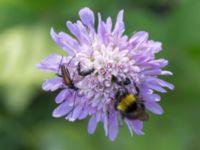 Bombus pratorum Vackerslätt, Nybro, Småland, Sweden 20150704_0497