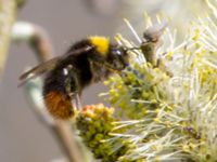 Bombus pratorum female Nässjön, Ronneby, Blekinge, Sweden 20140420_0261