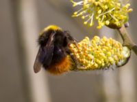 Bombus pratorum female Nässjön, Ronneby, Blekinge, Sweden 20140420_0264