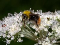 Bombus pratorum male Svarten, Varberg, Halland, Sweden 20190715_0709