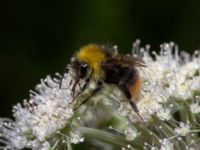 Bombus pratorum male Svarten, Varberg, Halland, Sweden 20190715_0710