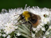 Bombus pratorum male Svarten, Varberg, Halland, Sweden 20190715_0712