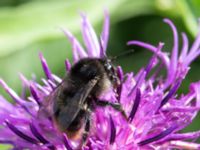 Bombus ruderarius Borrebacke, Malmö, Skåne, Sweden 20160712_0018